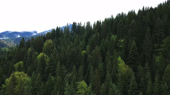 Ukraine, Carpathian Mountains: Beautiful Mountain Forest Landscape. Aerial alt