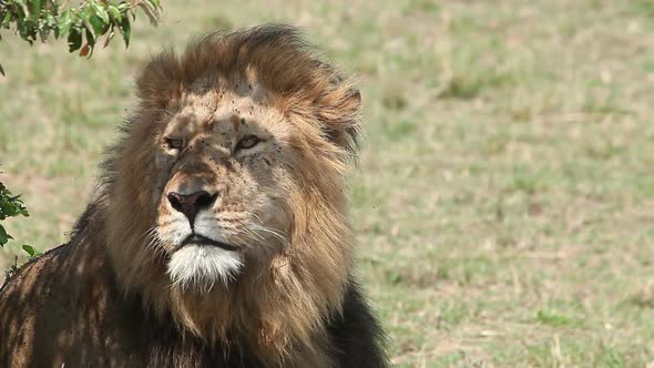 750238 African Lion, panthera leo, Male licking its Nose, Masai Mara Park in Kenya, Real Time alt