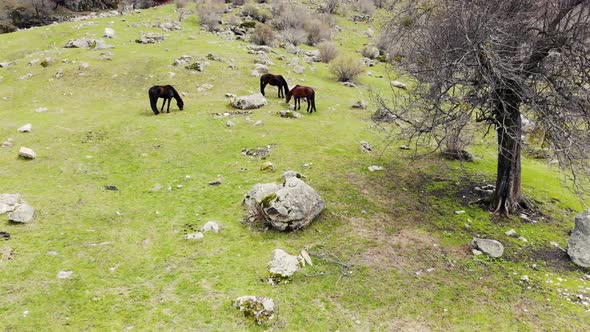Aerial View of Horses Grazing at the Foot of the Waterfall alt