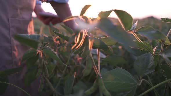 Young Farmer Walking in a Soybean Field and Examining Crop.
