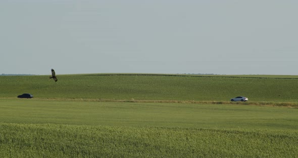 An Eagle Flies Over A Wheat Field, Looking For Prey. Near The Highway Where Cars Pass