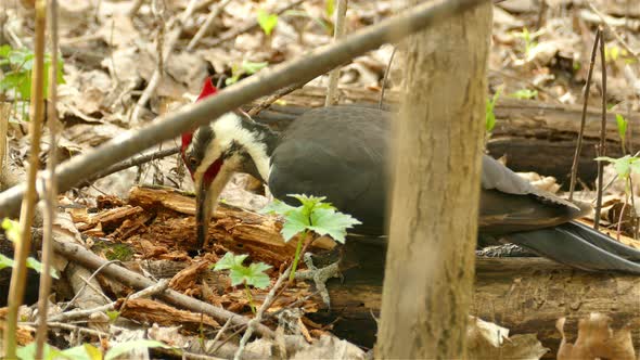 Pileated woodpecker pecking fallen tree on forest floor, close up static view alt