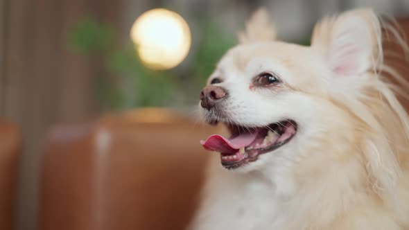 cute tongue out chihuahua smiling dog relax on sofa at living room
