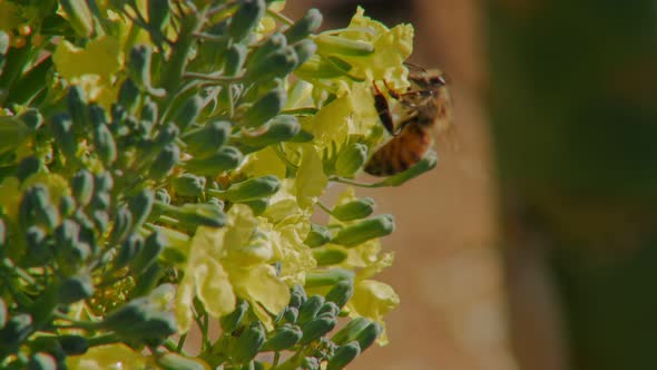 Bumblebee is Eating Pollen of Blooming Yellow Flower in Garden in Spring Closeup View