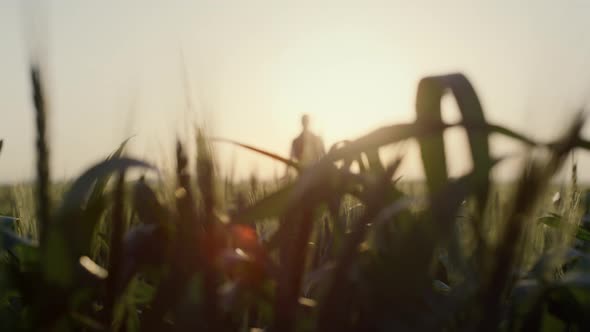 Silhuette Man Standing Wheal Field on Sunset alt