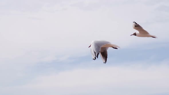 Pair Of Seagulls Hovering