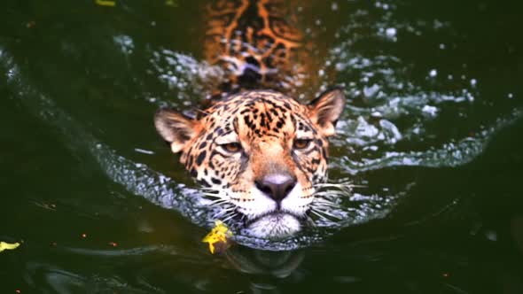 Slow-motion of jaguar playing and swimming in pond