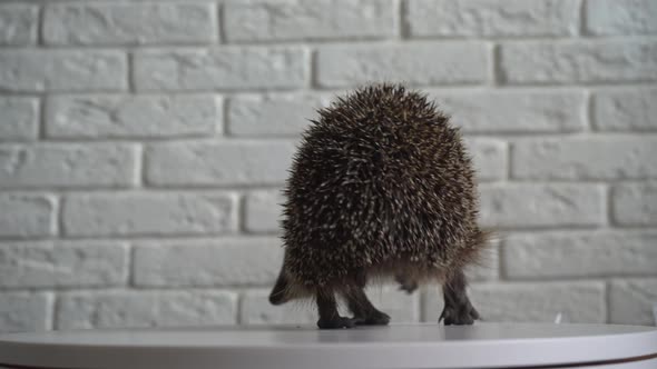 Wild Hedgehog. Small Mammal with Spiny Hairs on Its Back and Sides alt
