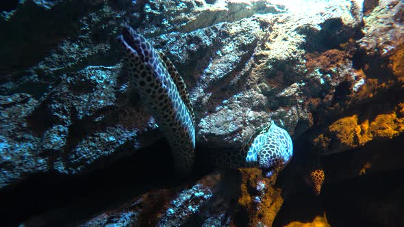 Three leopard moray eels peek out of darkness in underwater rock alt