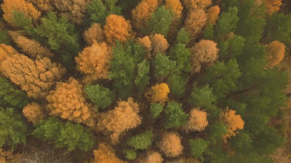 Aerial Footage of Colorful Forest in Autumn Season. Yellow and Green Trees