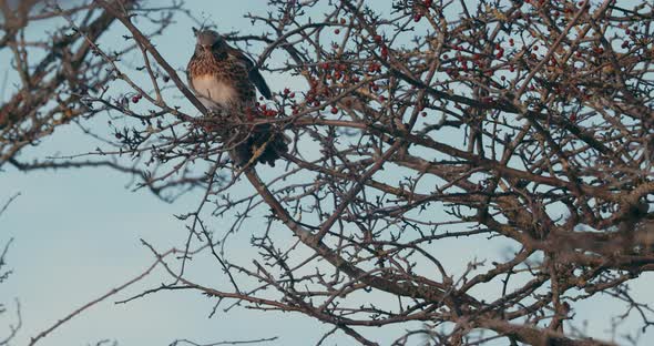 Fieldfare Bird Perch On Branch Of Tree With Red Fruits. - close up alt