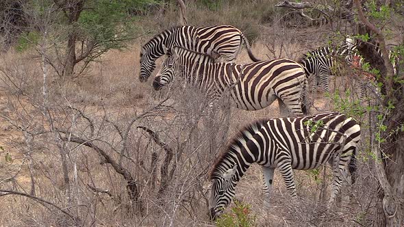 Group of zebras graze on dry grass in South African bushland alt