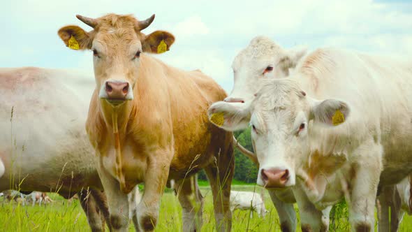 A herd of cows grazing in a meadow alt