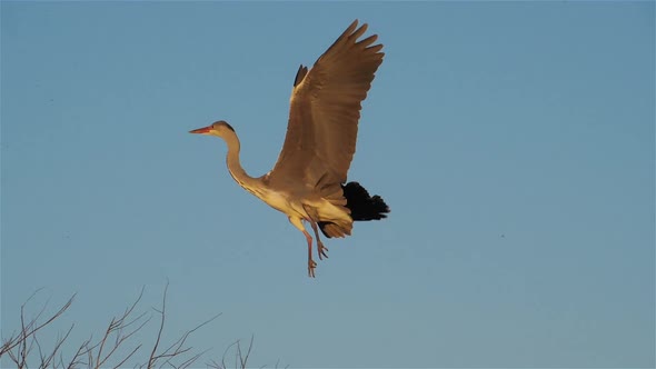 Grey heron, Ardea cinerea, Camargue, France alt