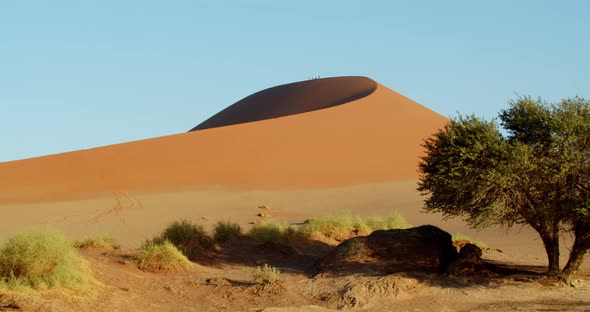 Green tree and a massive sand dune on the background, with people walking, 4k alt