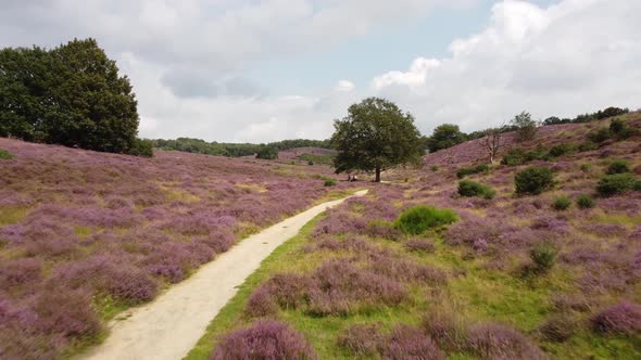 Purple blooming heathland at national park the Posbank in the Netherlands alt