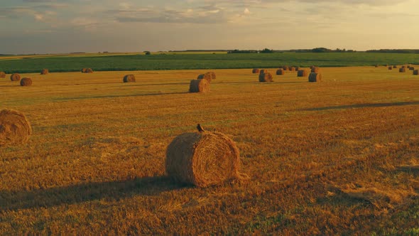 Common Buzzard Or Buteo Buteo Wild Bird Flies Sitting On Hay Straw Roll In Field alt