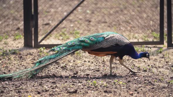 Peacock Walks Around the Yard alt