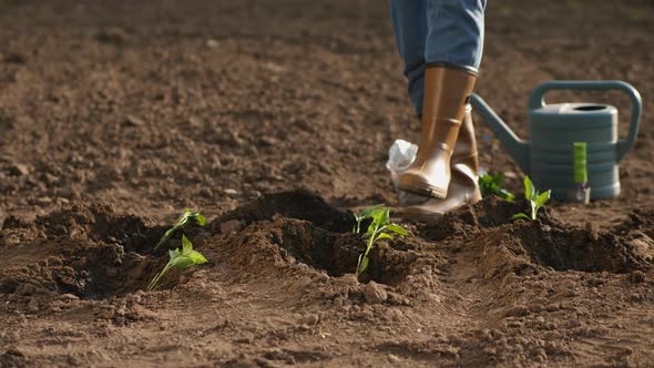 Farmer Puts Pepper Seedlings in Holes on the Field alt