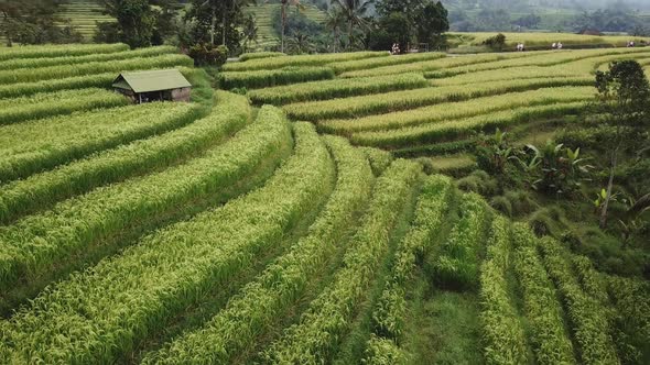 Jatiluwih Rice Plantation in Bali