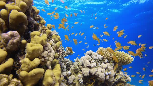 Underwater View Sea alt