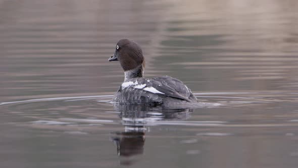 CLOSE UP of a common goldeneye duck on a river in Sweden alt