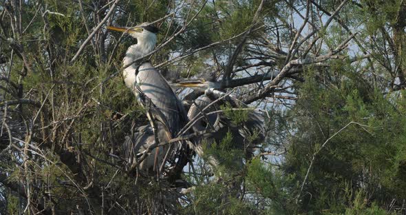 Grey heron, Ardea cinerea, Camargue, France alt
