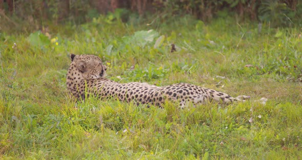 Closeup of Adult Cheetah in the Grass Looking After Enemies