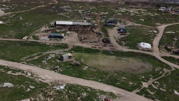 Sheep Herd Resting in Pen alt