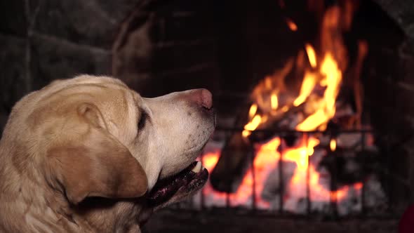Dog Near Fireplace with Burning Fire alt