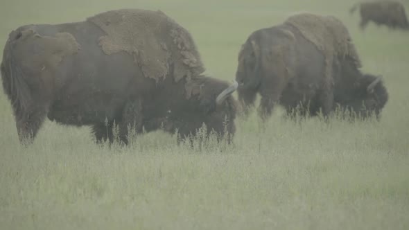 Bison in a Field on Pasture. Slow Motion alt
