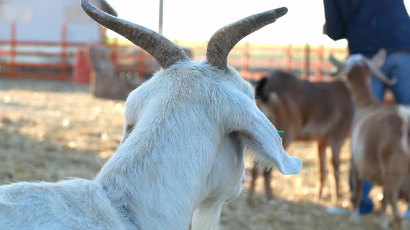 Goats on the farm. 4k livestock video.