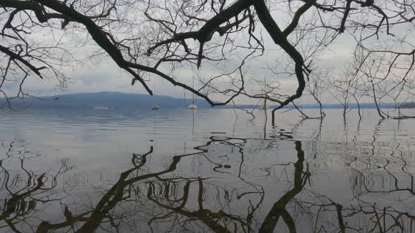 Amazing unique view of tree branches immersed in lake water reflecting on surface. Low-angle pov alt