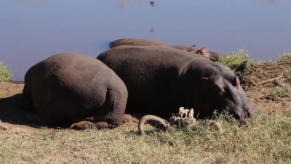 A close up view of two Hippopotamus, Hippo or Hippopotamus amphibius resting alongside a small water alt