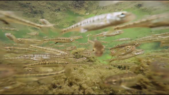 Life of small river freshwater fish under water.  alt