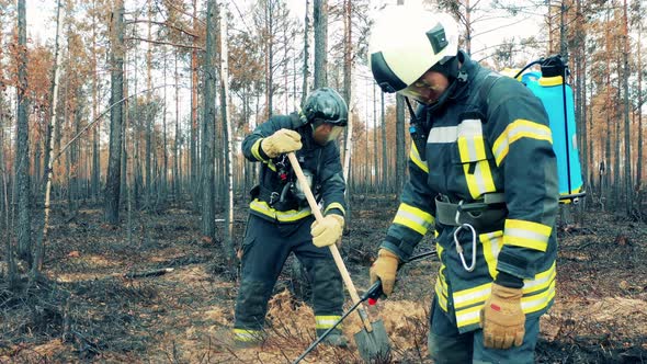 Firefighters are Extinguishing Smoldering Forest Ground, Stock Footage