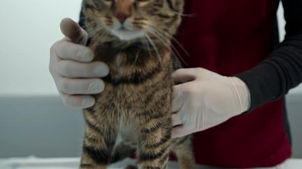 Domestic cat on a medical examination at a veterinarian. A vet clinic alt