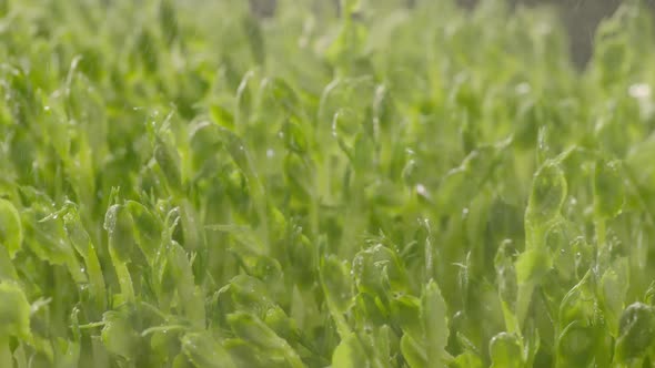 Fresh Vegetable & Mushroom alt