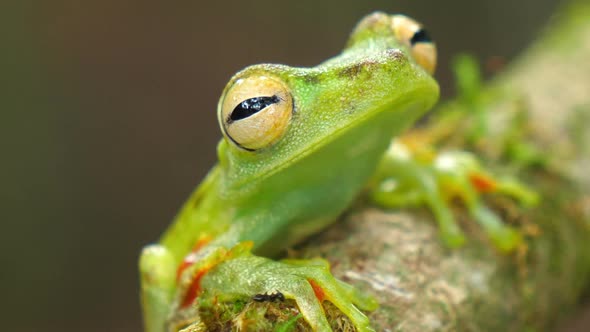 Canal Zone Tree Frog in its Natural Habitat in the Caribbean Lowlands