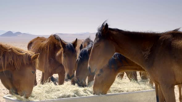 Wild Horses Feeding on Hay