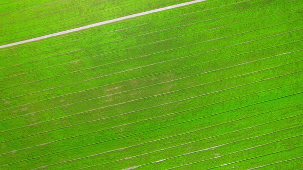 Aerial view of agriculture in rice fields for cultivation. Natural texture alt