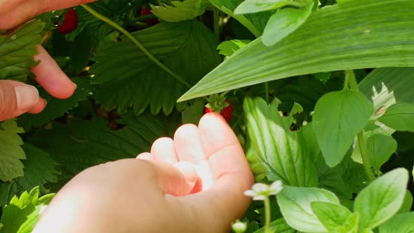 A farmer woman picks ripe strawberries. A woman picks red strawberries from the green bush