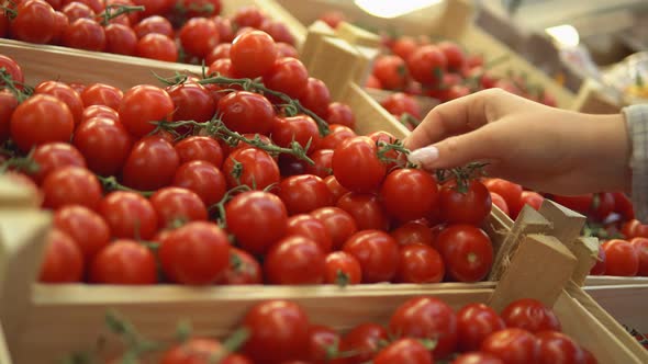 Woman's Hand Put Cherry Tomatoes in Box