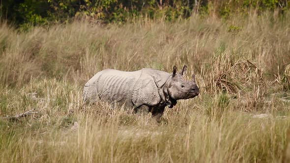 Greater One-horned Rhinoceros in Bardia national park, Nepal alt