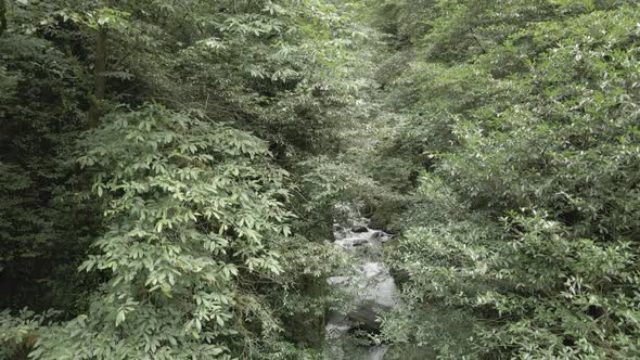 Mtirala National Park from drone, Adjara, Georgia. Flying over subtropical mountain forest alt