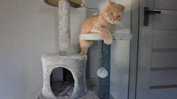 Cute funny cat playing on Furniture Scratching Deterrent Tree at home alt