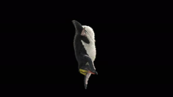 Penguin Dancing 4K alt