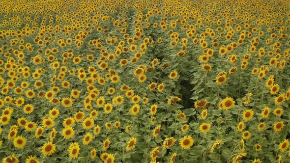A large field is dotted with sunflowers alt