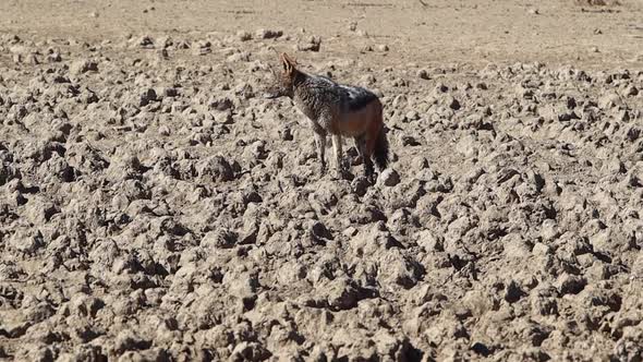 Black Backed Jackal stands on mounds of dried mud in the desert alt