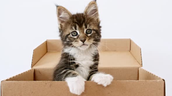 Cute Grey Kitten in a Cardboard Box Isolated on a White Background alt